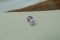 Pastel Pink Sapphire - Oval - 1.35 ct - COR authenticated