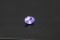 Vivid Violet Sapphire - Oval - 1.03 ct - COR authenticated