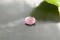 Violetish-Pink Pastel Sapphire - Oval - 1.15 ct - COR authenticated