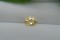 Vivid Lemon Yellow Sapphire - Oval - 1.20 ct - COR authenticated