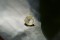 Pastel Yellow Sapphire - Round - 1.10 ct - COR authenticated