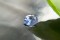 Vivid Cornflower Blue-White Sapphire - Oval - 1.509 ct - AGL certified