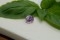 Pastel Violet Sapphire - Oval - 1.25 ct