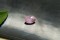 Pastel Violetish-Pink Sapphire - Oval - 1.15 ct