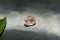 Pastel Orangish-Pink Sapphire - Rectangular - 1.25 ct