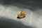 Pastel Orange Sapphire - Oval - 1.50 ct