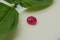 Ruby Purplish Red - Oval - 1.05 ct - COR authenticated