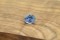 Appraised Premium: Neon Pastel Blue Sapphire - Oval - 1.65 ct