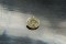 Vivid Pastel Gold Yellow Sapphire - Oval - 1.65 ct