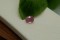 Rare: Neon Pink Mahenge Spinel - Oval - 0.90 ct - COR authenticated