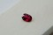 Appraised Premium: Vivid Red Rubellite - Oval - 0.70 ct - COR authenticated