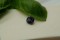 Cobalt Blue Ceylon Spinel - Cushion - 1.25 ct - COR authenticated
