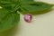 Pastel Orange Pink Sapphire - Round - 1.15 ct