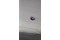 Sapphire - Oval - 0.25 ct - COR authenticated