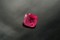 Rare: Neon Hot Pink Mahenge Spinel - Rectangular - 2.383 ct - AGL certified
