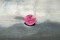 Rare: Neon Hot Pink Mahenge Spinel - Oval - 1.395 ct - AGL certified