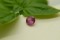 Strong Pink Sapphire - Round - 0.90 ct - COR authenticated