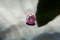 Strong Pink Sapphire - Round - 0.90 ct - COR authenticated